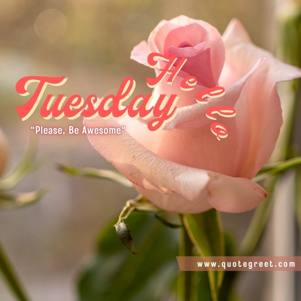 pink-rose-hello-tuesday-quote-beautiful-cute-pic-picture-image-photo