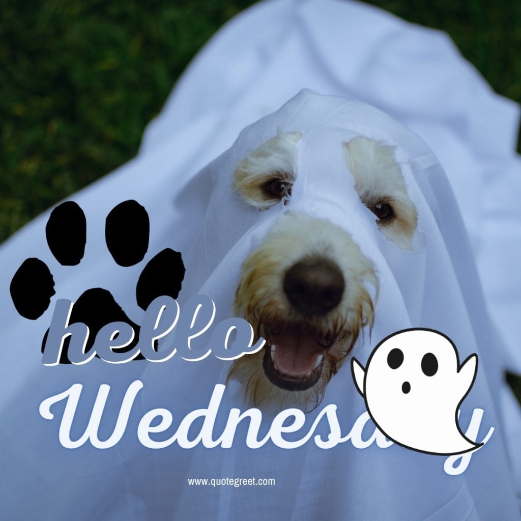 funny-dog-hello-wednesday-images-animals-white-pic-picture-image-photo