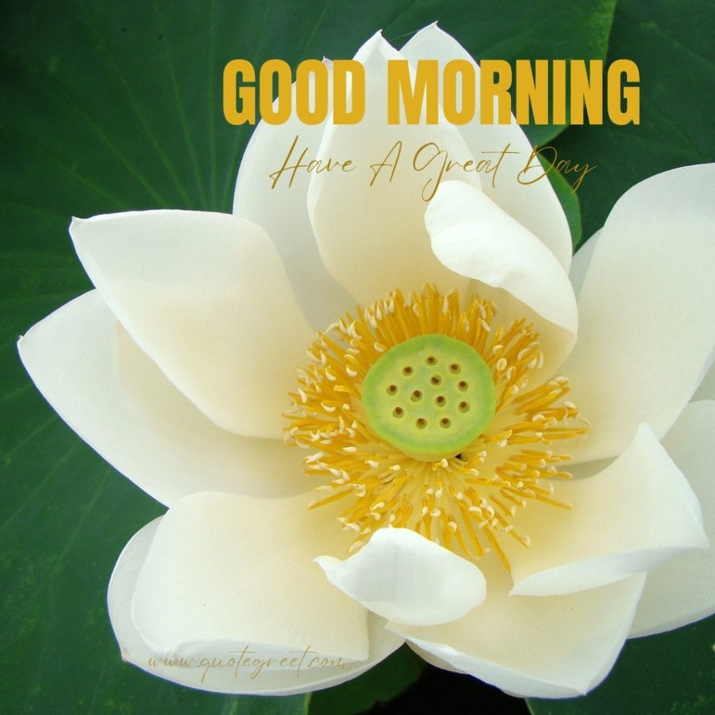 good-moring-white-lotus-flower-images-single-one-beautiful-bloom-sweet-nature-cute-new-special-hd-pic-gud-goodmorning-image-pictures-photo