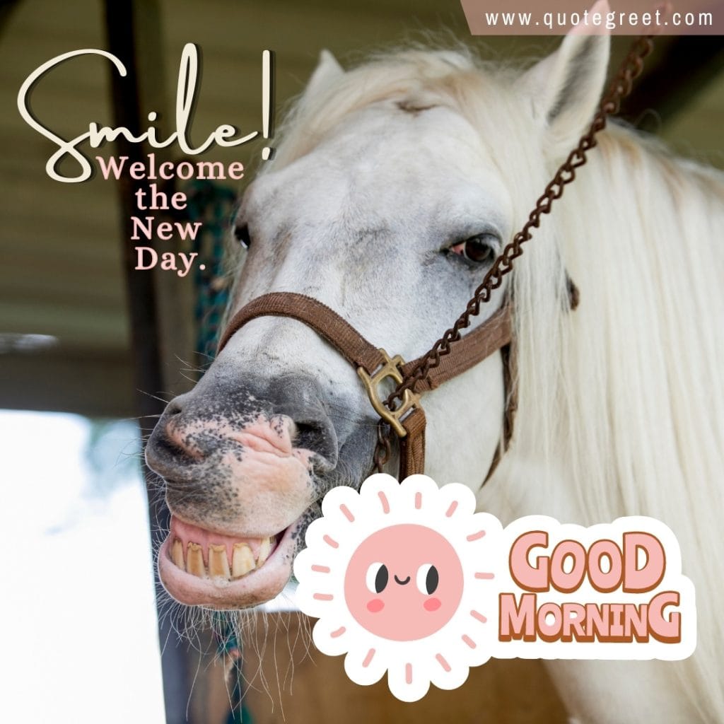 good-morning-funny-horse-image-white-wishes-greetings-nature-image-pic-gud-picture-photo