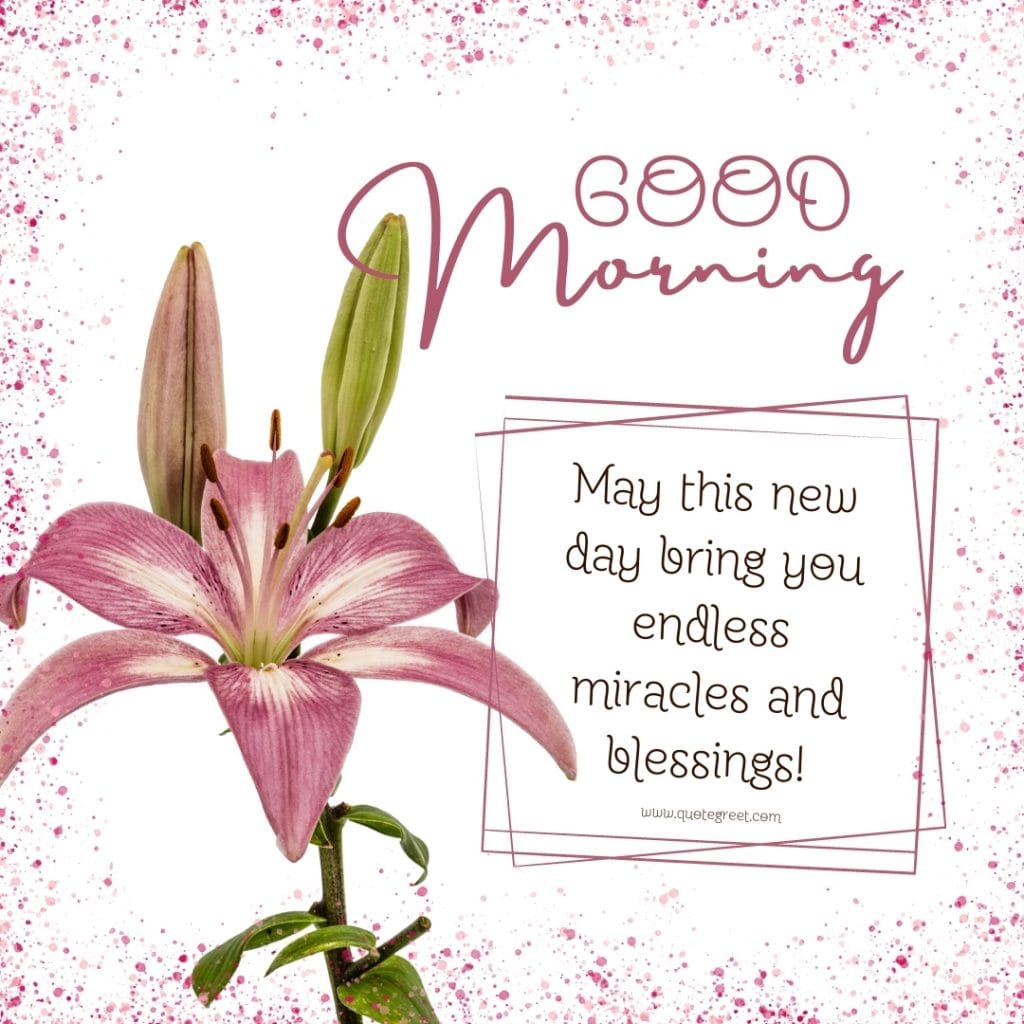 pink-good-morning-stargazer-lily-flower-images-quotes-positive-inspirational-motivational-beautiful-cute-pretty-flower-flowers-lilies-lillies-lilly-gud-hd-pictures-photo-image