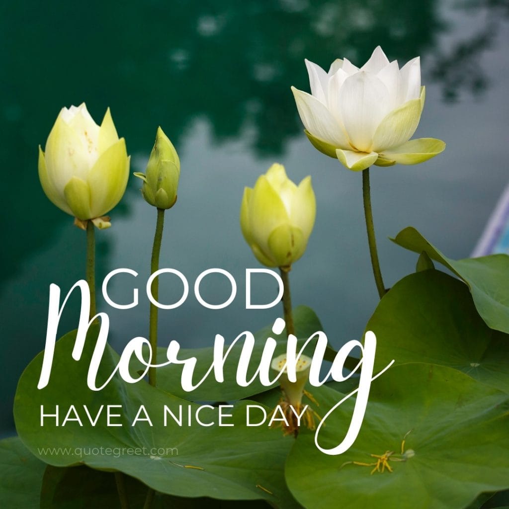 good-moring-white-lotus-flower-images-water-flowers-beautiful-bloom-sweet-nature-cute-new-special-hd-pic-gud-goodmorning-image-pictures-photo