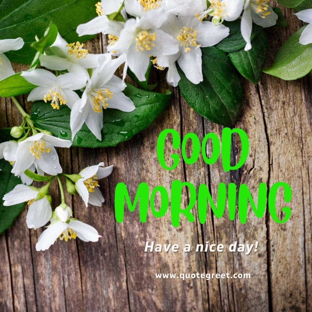 good-morning-jasmine-flower-images-mogra-flowers-wishes-messages-greetings-quotes-beautiful-cute-white-hd-pic-gud-image-picture-photo