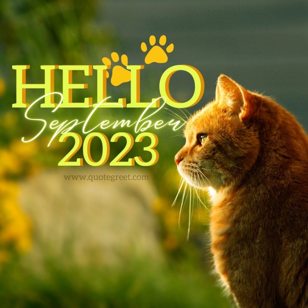 hello-september-2023-images-cat-kitty-kitten-meow-aesthetic-beautiful-cute-modern-pretty-wishes-greetings-pic-picture-image-photo