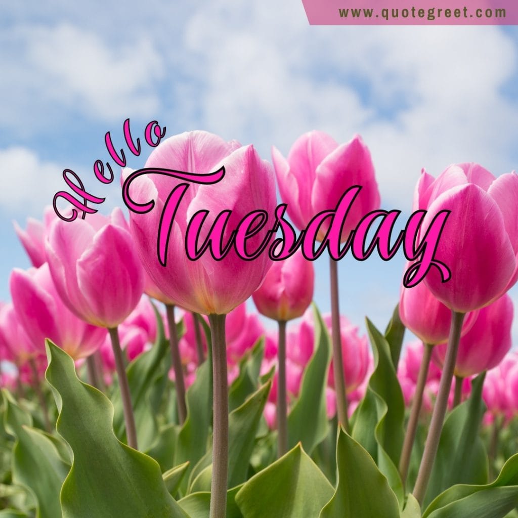 hello-tuesday-pink-tulip-garden-flowers-pic-picture-image-photo