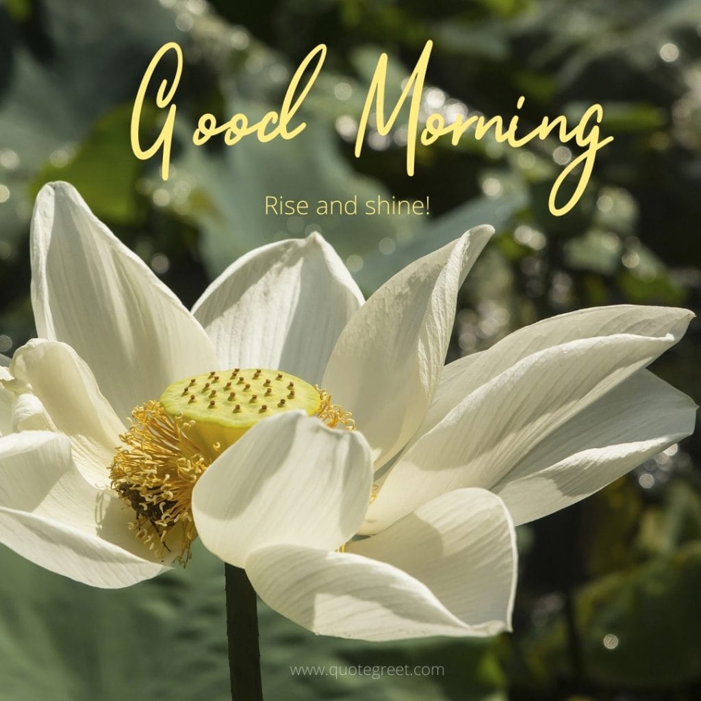 good-moring-white-lotus-flower-images-wishes-messages-quotes-beautiful-bloom-sweet-nature-cute-new-special-hd-pic-gud-goodmorning-image-pictures-photo