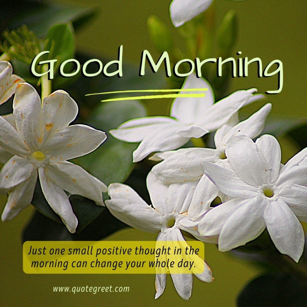 good-morning-quotes-jasmine-flower-images-mogra-flowers-wishes-messages-greetings-quotes-beautiful-cute-white-hd-pic-gud-image-picture-photo