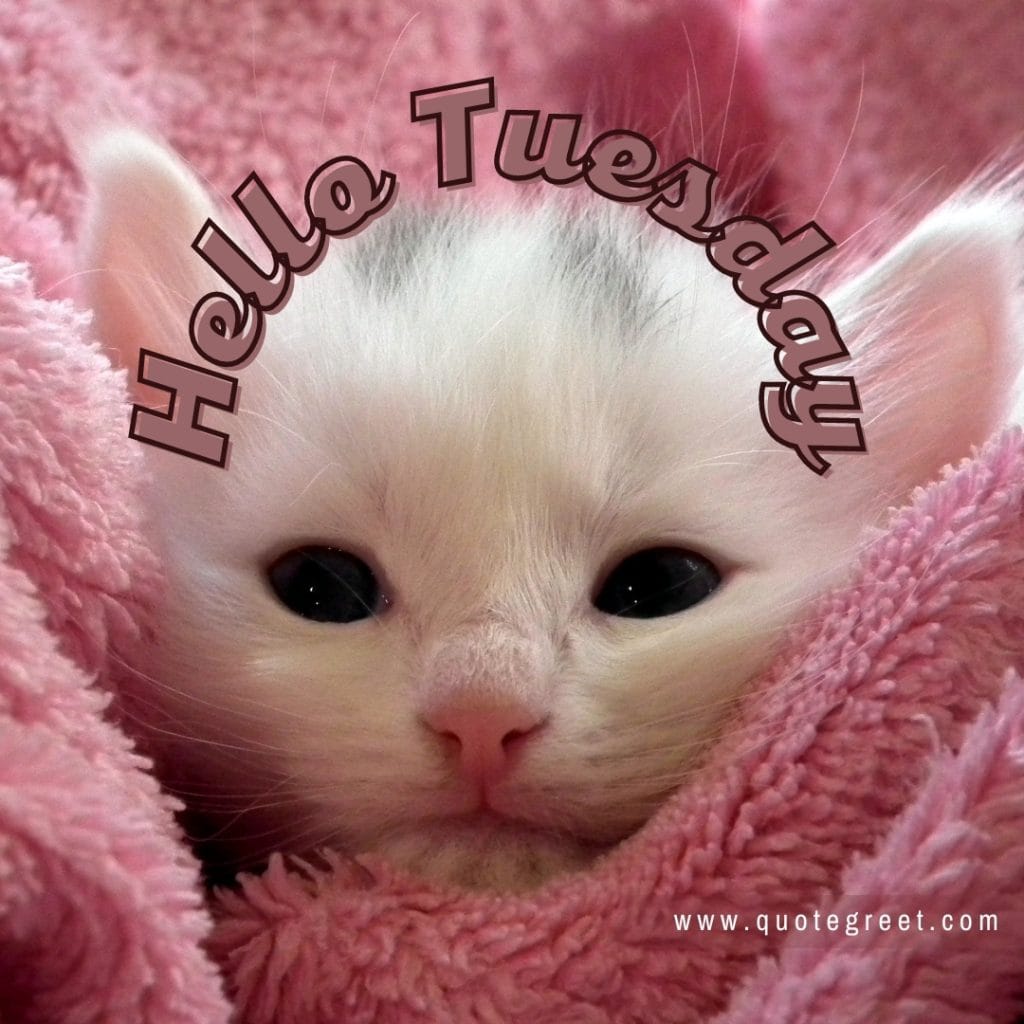 hello-tuesday-pink-cute-white-cat-pic-picture-image-photo