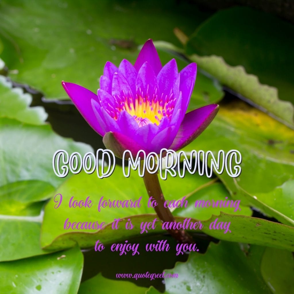 good-morning-purple-lotus-flower-images-violet-romantic-love-messages-for-her-him-wife-girlfriend-boyfriend-water-beautiful-bloom-sweet-nature-cute-new-special-hd-pic-gud-goodmorning-image-pictures-photo