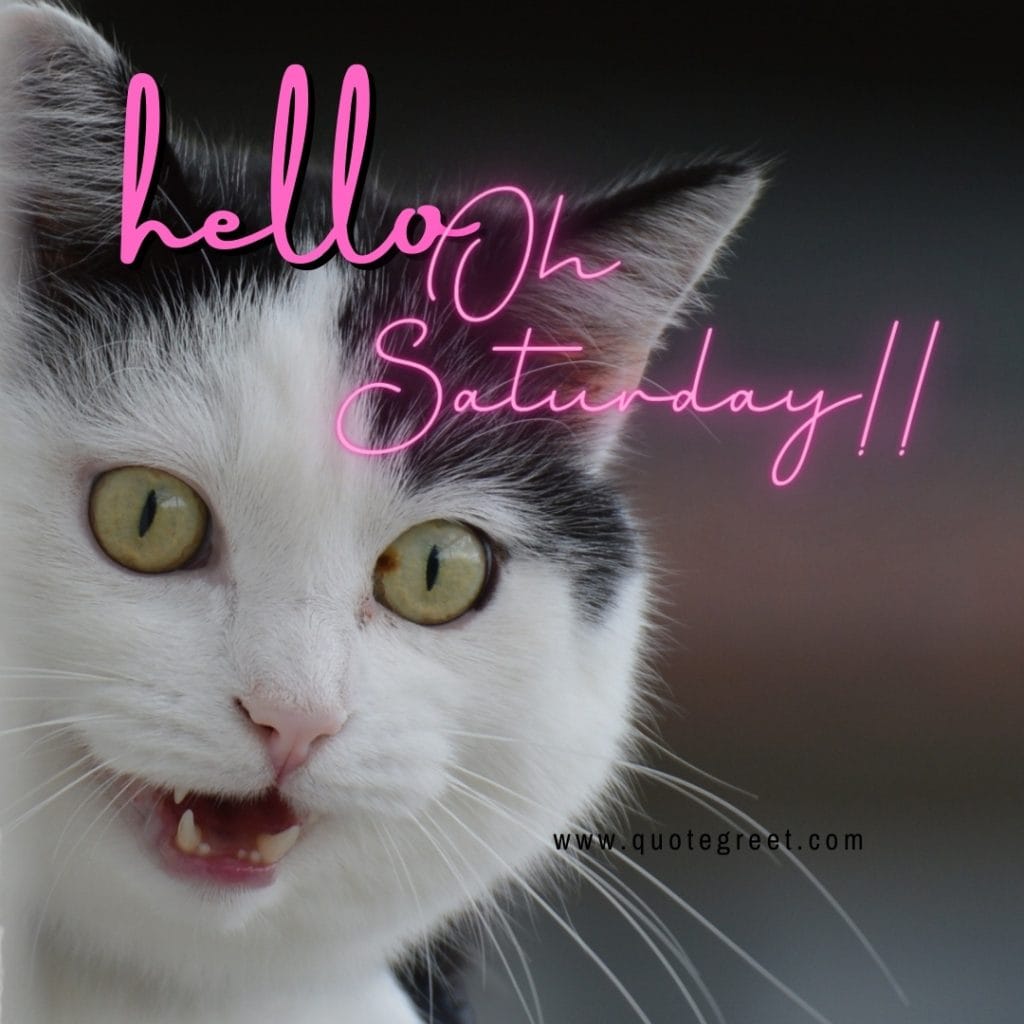 funny-saturday-meme-hello-cute-cat-humor-hilarious-animals-pic-image-picture-photo