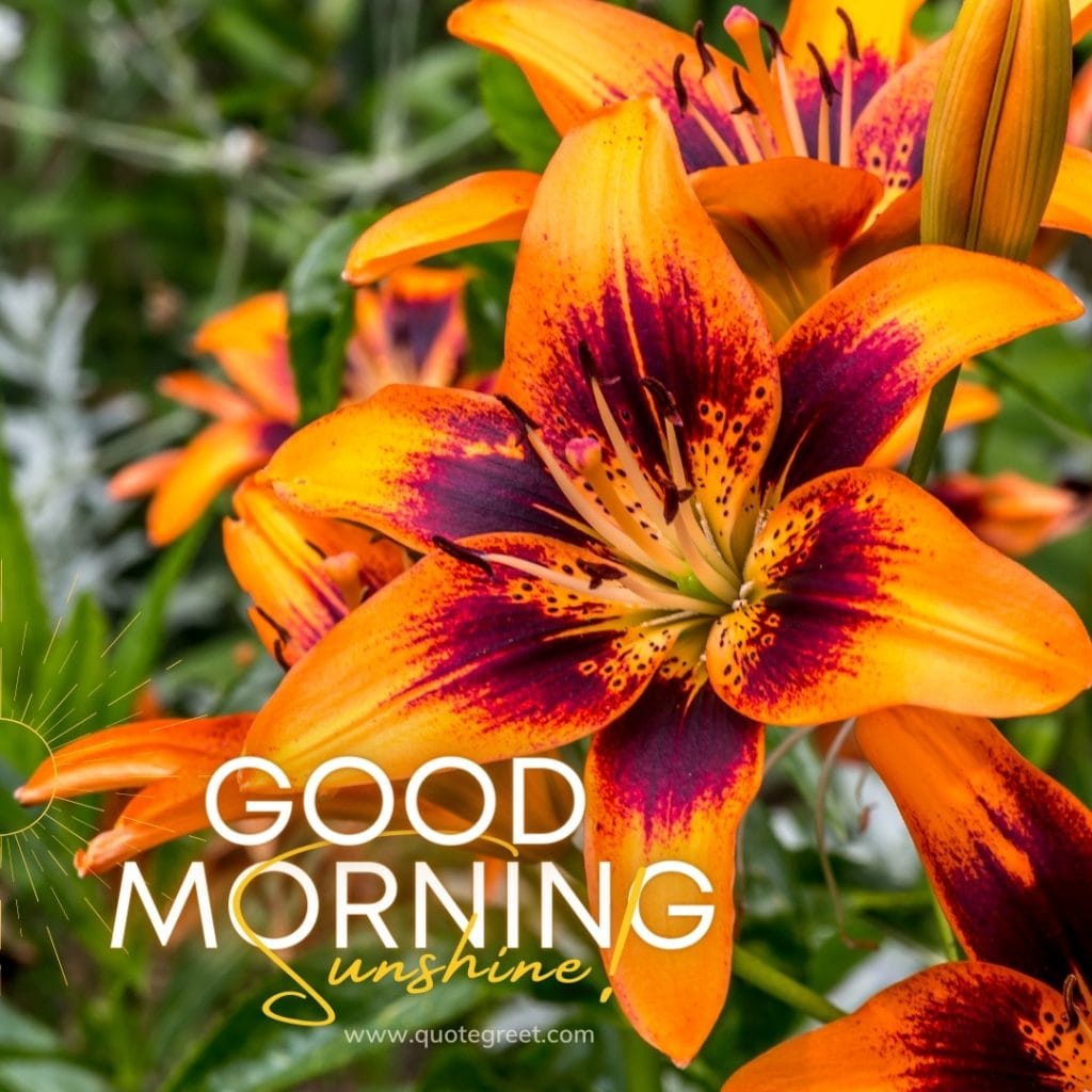 orange-good-morning-sunshine-stargazer-lily-flowers-images-beautiful-cute-natural-fresh-lilies-lillies-lilly-gud-hd-pictures-photo-image