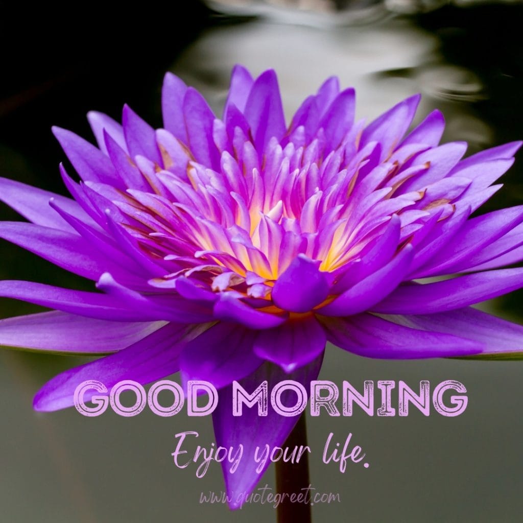 good-morning-purple-lotus-flower-images-water-enjoy-your-life-violet-beautiful-bloom-sweet-nature-cute-new-special-hd-pic-gud-goodmorning-image-pictures-photo