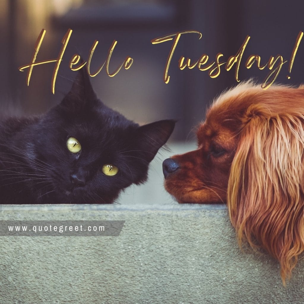 hello-tuesday-cute-cat-dog-images-pic-picture-image-photo