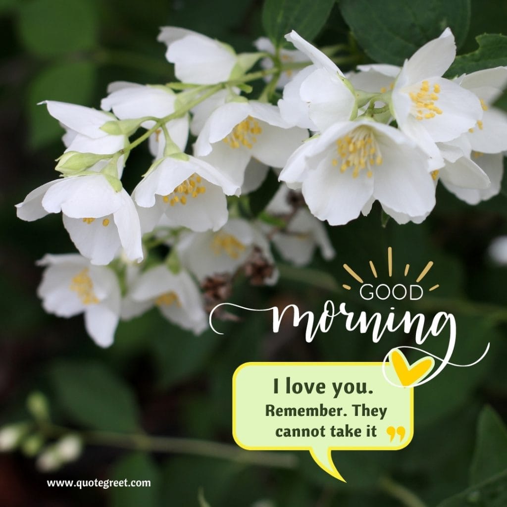 good-morning-quotes-jasmine-flower-images-positive-inspirational-motivational-mogra-flowers-wishes-messages-greetings-quotes-beautiful-cute-white-hd-pic-gud-image-picture-photo