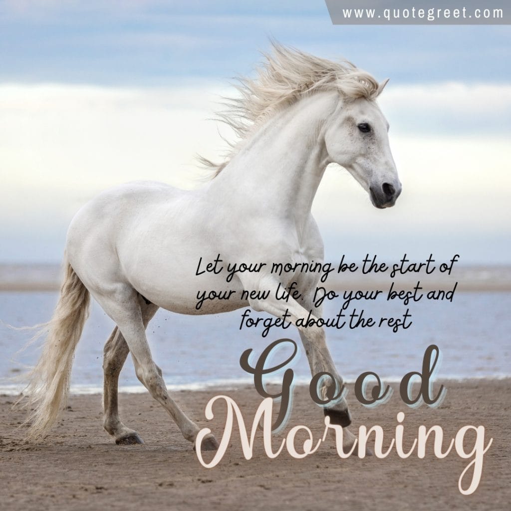 good-morning-white-horse-images-message-greetings-wishes-nature-cute-beautiful-pic-gud-image-picture-photo