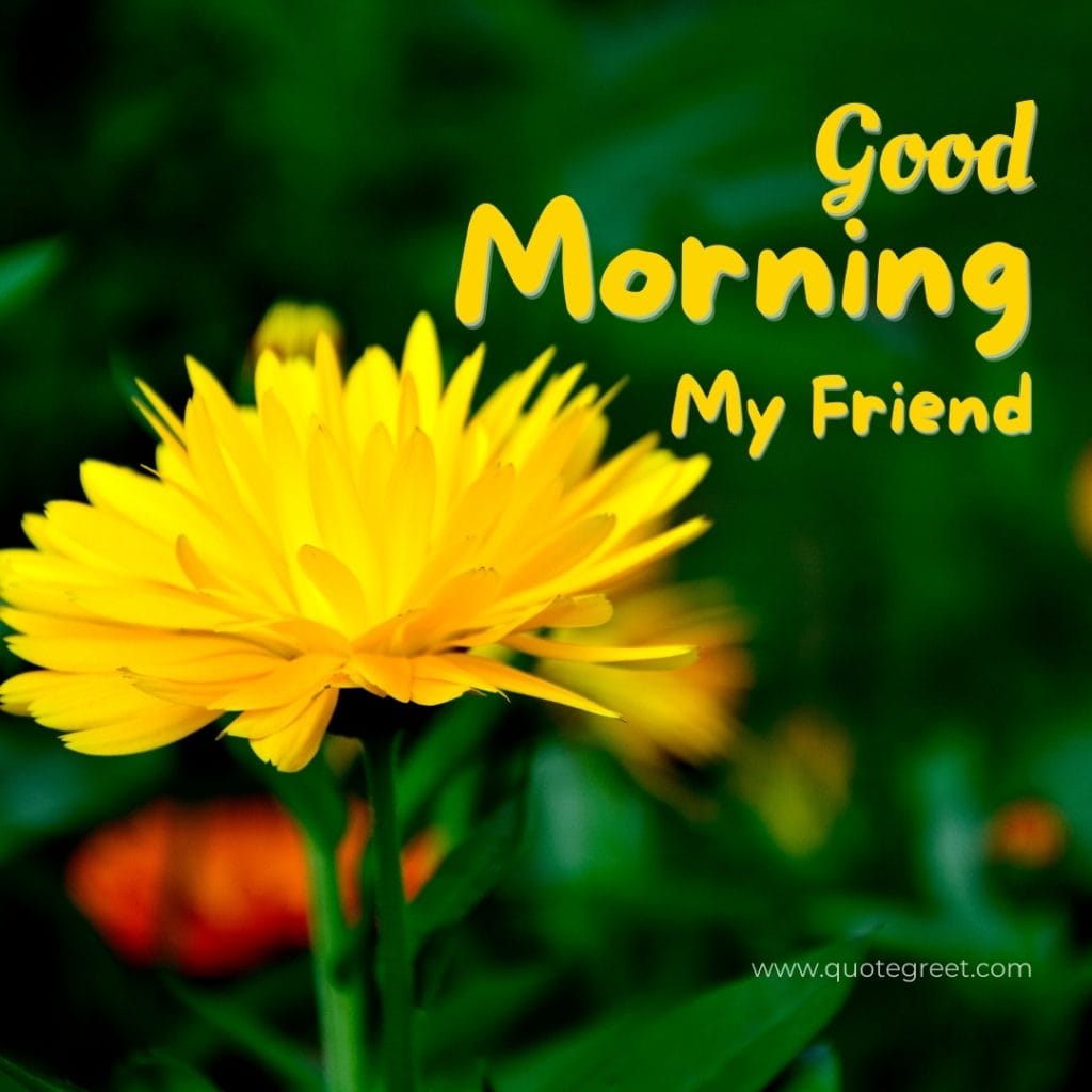 good-morning-yellow flowers-images-single-flower-one-yello-my-friend-wished-greetings-cute-beautiful-unique-gud-pic-image-picture-photo