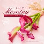 good-morning-pink-calla-lily-images-red-love-messages-quotes-wishes-heartfelt-hearttouching-her-him-romantic-bouquet-bookey-flower-flowers-lilies-lillies-lilly-gud-hd-pictures-photo-image