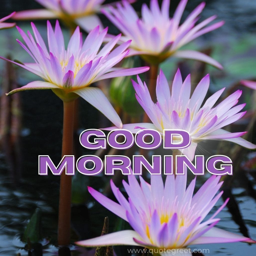 good-morning-purple-lotus-flower-images-water-flowers-violet-beautiful-bloom-sweet-nature-cute-new-special-hd-pic-gud-goodmorning-image-pictures-photo