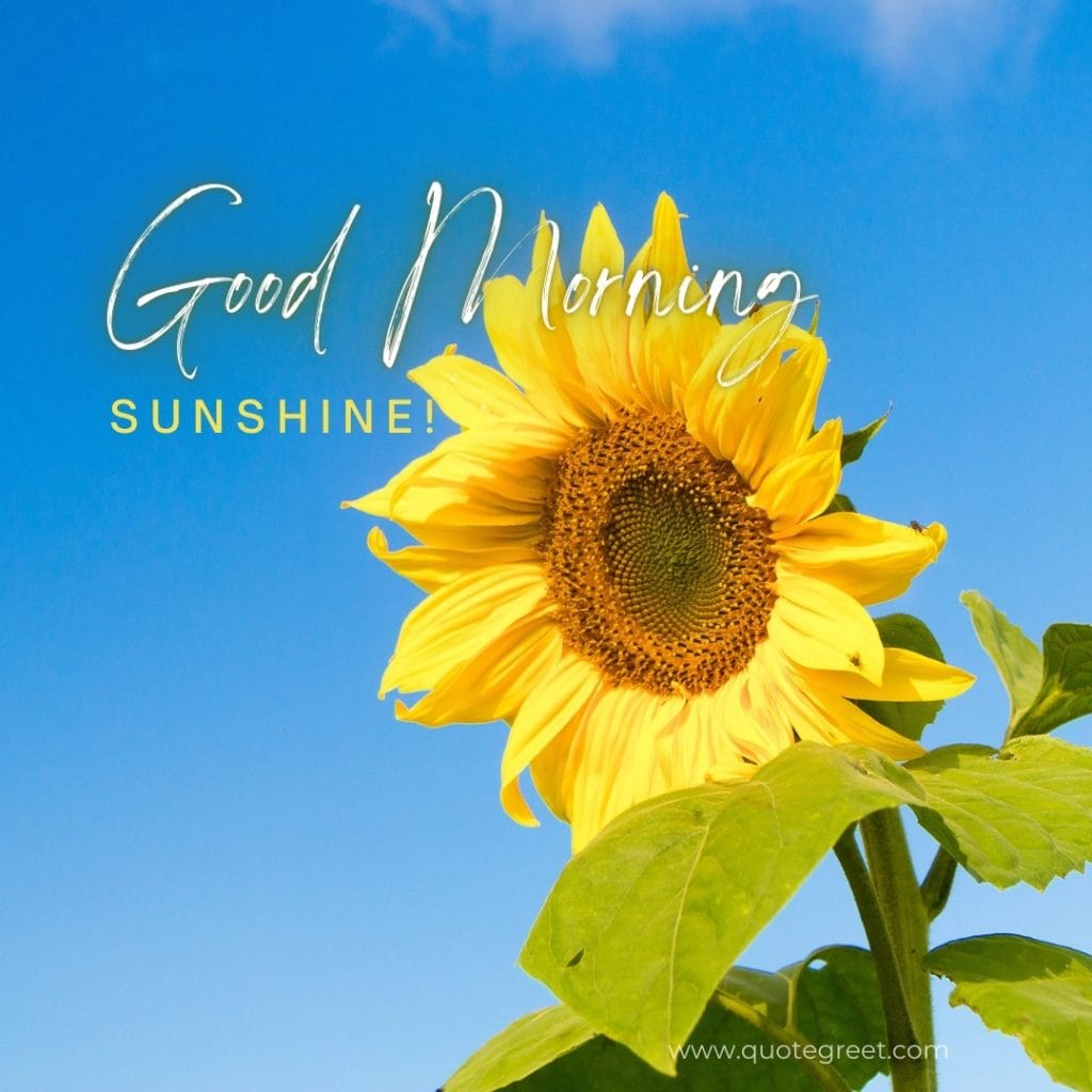 good-morning-sunshine-yellow flowers-images-single-sunflower-one-yello-flower-wished-greetings-cute-beautiful-unique-gud-pic-image-picture-photo