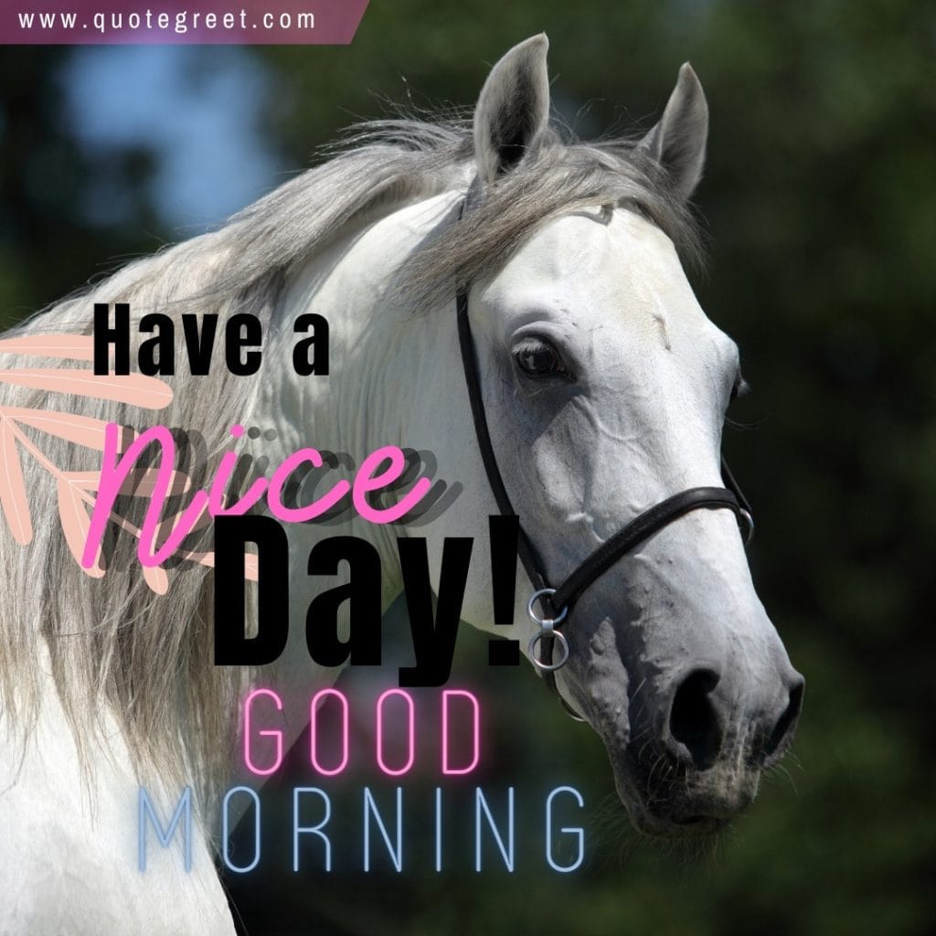 good-morning-white-horse-message-wish-beautiful-cute-nature-image-pic-gud-picture-photo