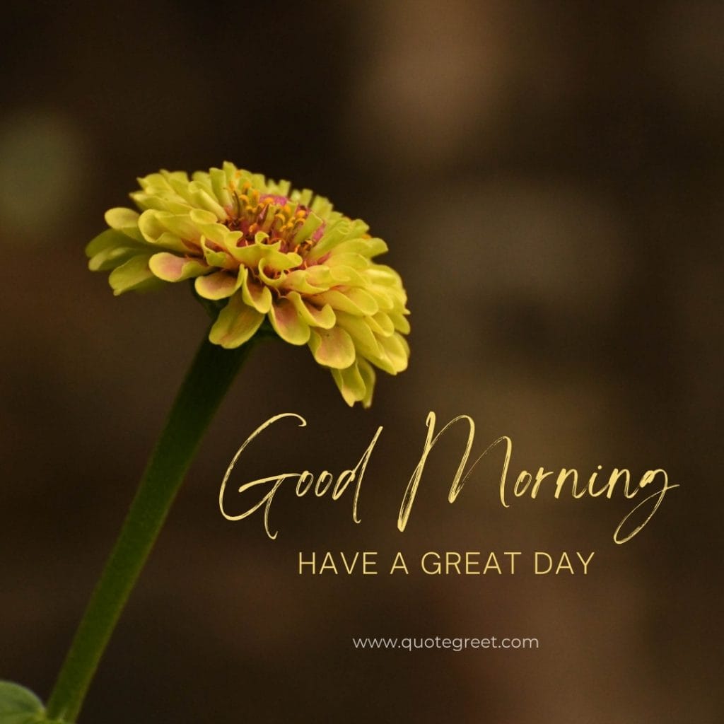 good-morning-sunshine-yellow flowers-images-single-sunflower-one-yello-flower-wished-greetings-cute-beautiful-unique-gud-pic-image-picture-photo-daisy