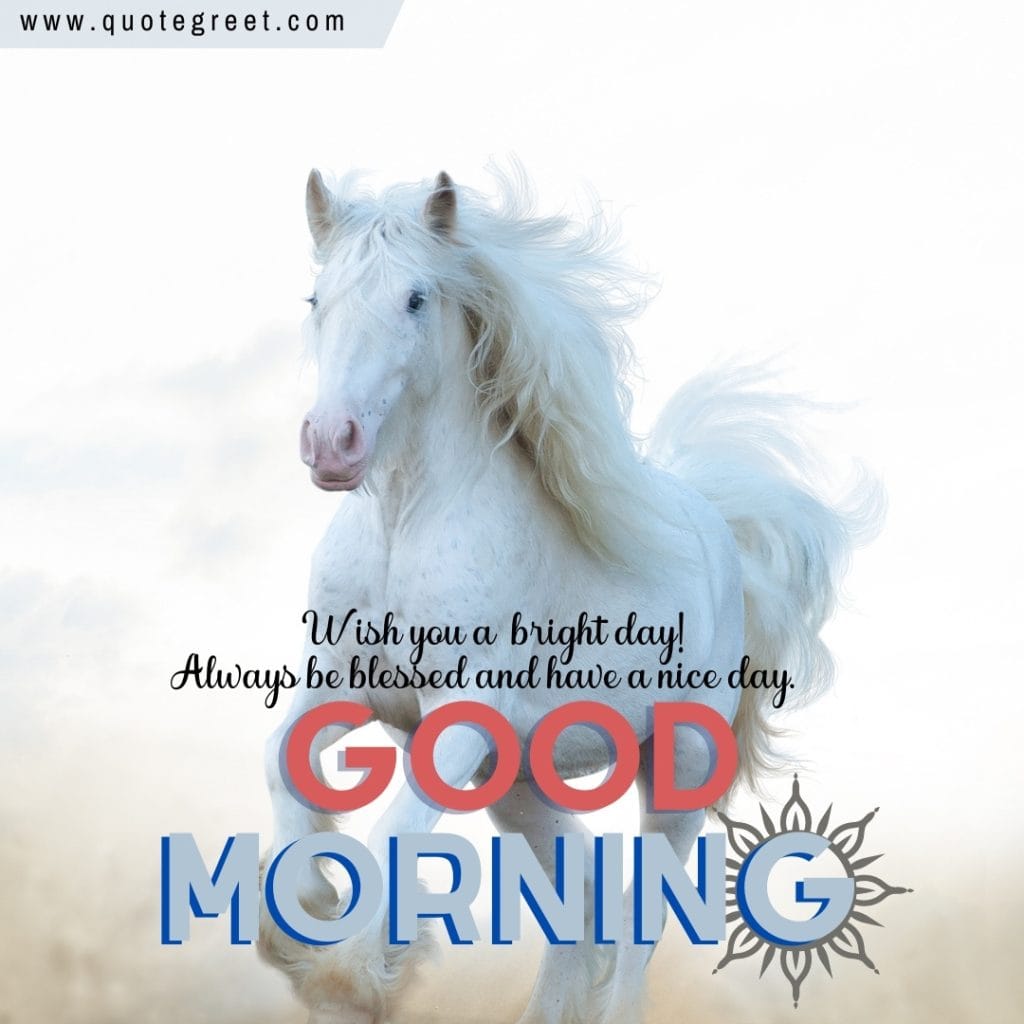 cute-good-morning-white-horse-wishes-messages-greetings-beautiful-nature-image-pic-gud-picture-photo