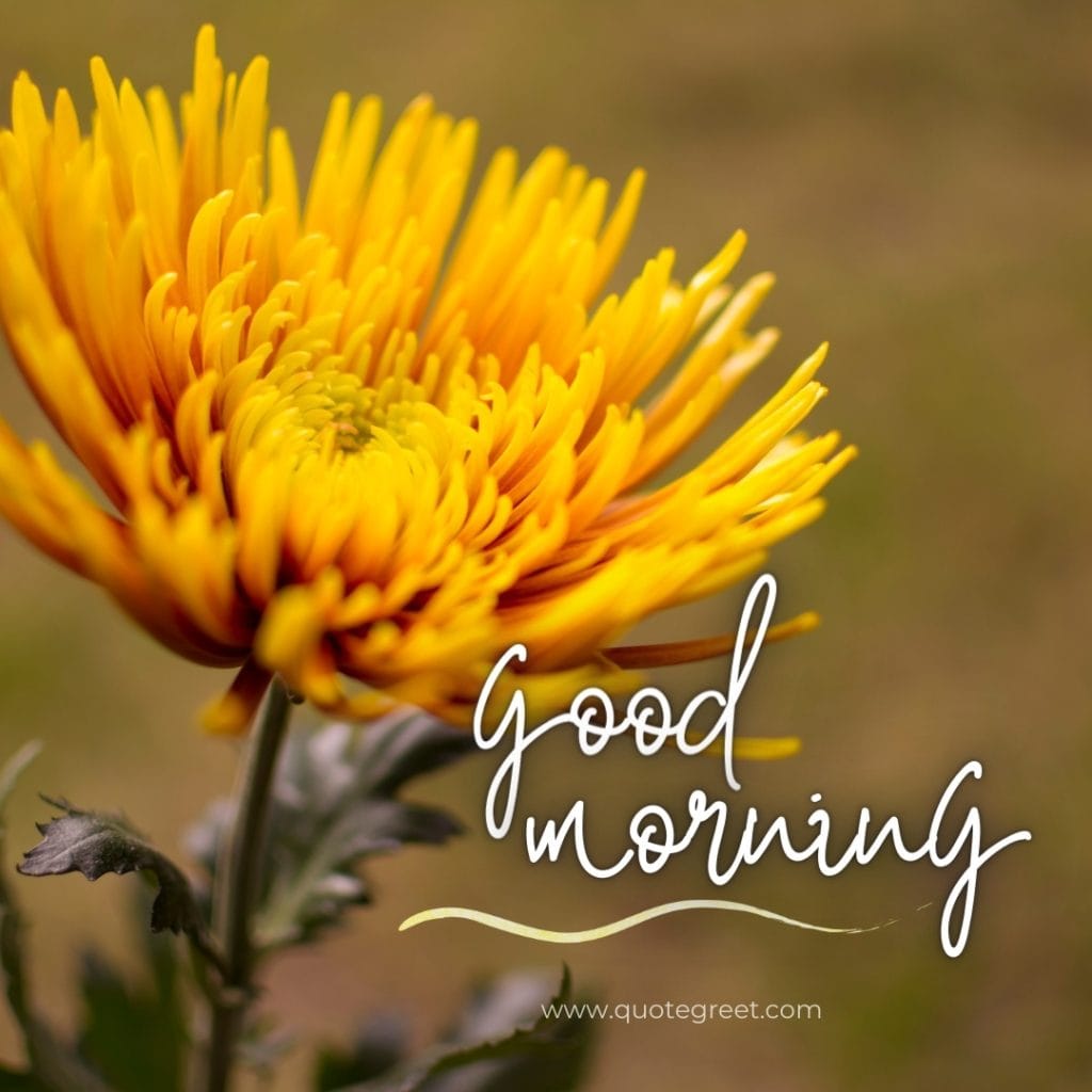 good-morning-sunshine-yellow flowers-images-single-sunflower-one-yello-flower-wished-greetings-cute-beautiful-unique-gud-pic-image-picture-photo-dandelion