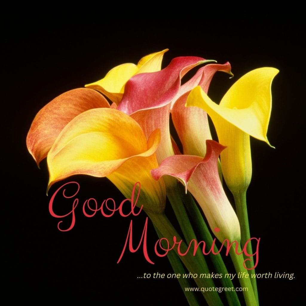 yellow-good-morning-red-calla-lily-romantic-love-messages-quotes-wishes-heartfelt-hearttouching-her-him-hd-flower-flowers-images-lilies-lillies-lilly-gud-hd-pictures-photo-image