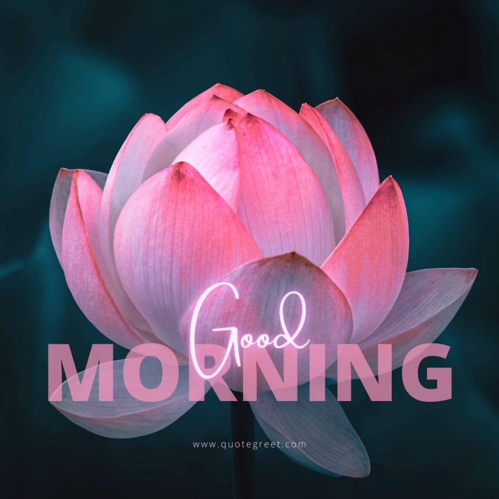 good-moring-pink-lotus-flower-hd-images-single-one-beautiful-bloom-sweet-nature-cute-new-special-pic-gud-goodmorning-image-pictures-photo