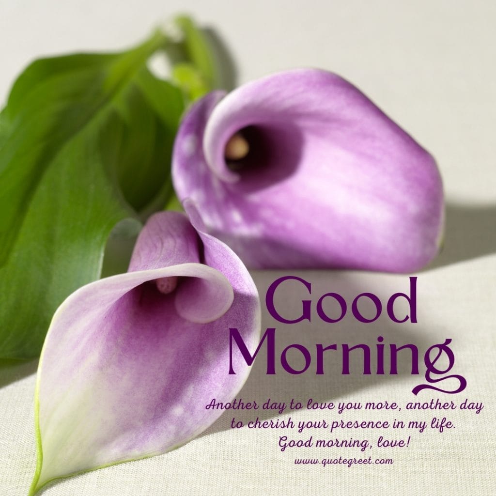 good-morning-light-purple-calla-lily-love-messages-quotes-wishes-heartfelt-hearttouching-her-him-romantic-flower-flowers-hd-images-lilies-lillies-lilly-gud-hd-pictures-photo-image