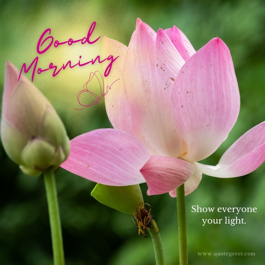 good-moring-pink-lotus-flower-images-hd-positive-quotes-motivational-mornin-quote-beautiful-bloom-sweet-nature-cute-new-special-pic-gud-goodmorning-image-pictures-photo