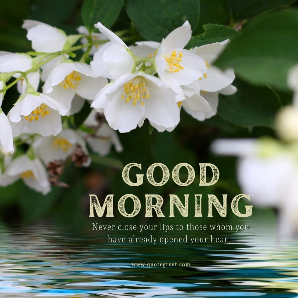 good-morning-quotes-jasmine-flower-images-positive-inspirational-motivational-mogra-flowers-wishes-messages-greetings-quote-beautiful-cute-white-hd-pic-gud-image-picture-photo