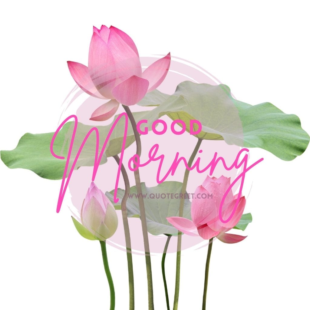 aesthetic-good-moring-quotes-pink-lotus-flower-images-hd-beautiful-bloom-sweet-nature-cute-new-special-pic-gud-goodmorning-image-pictures-photo