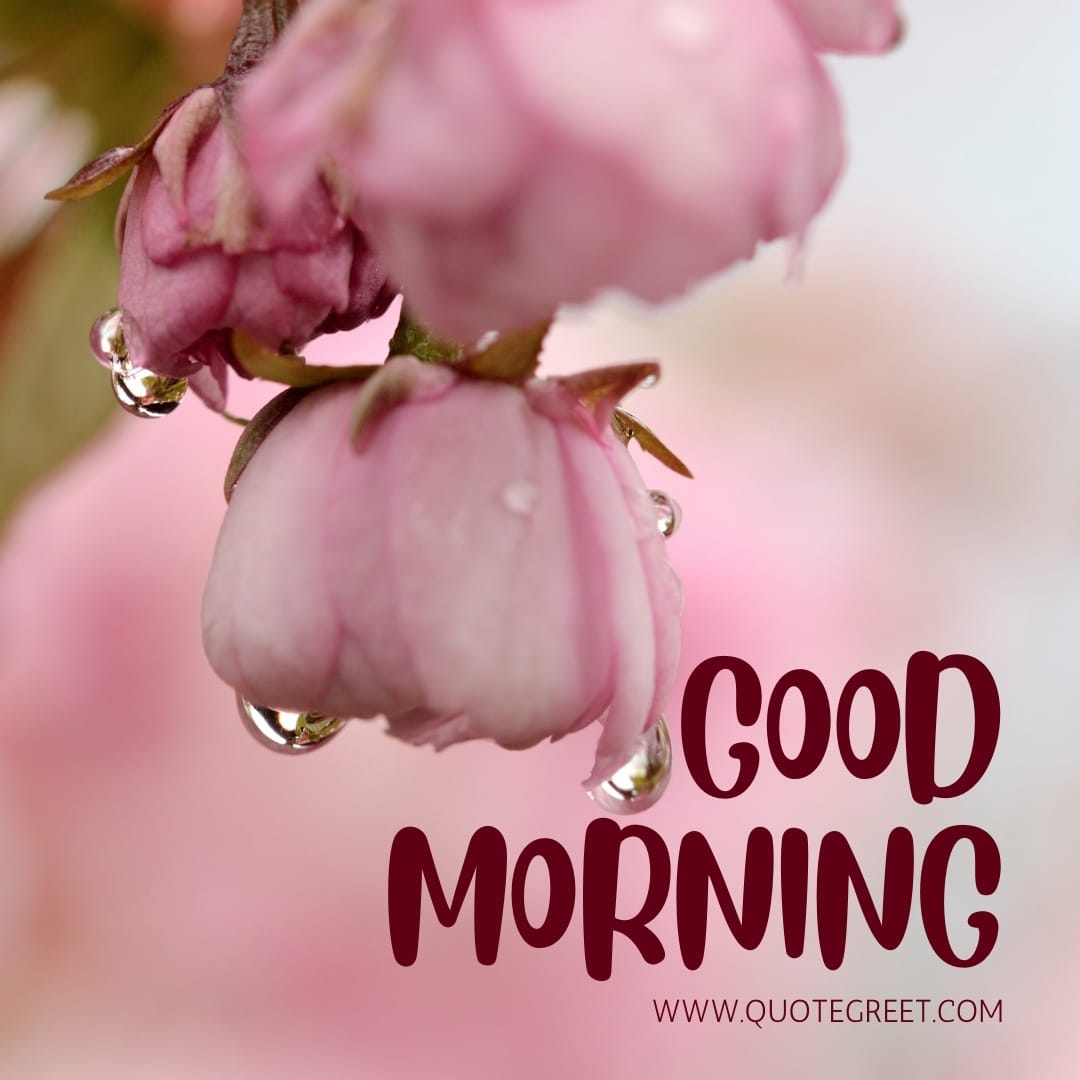 good-morning-quotes-pink-flower-images-raindrops-water-drops-inspirational-motivational-positive-quote-aesthetic-hd-dusty-beautiful-lovely-cute-pic-picture-image-photo