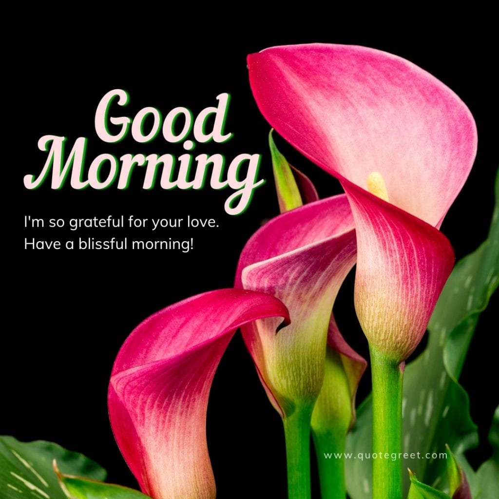 romantic-good-morning-pink-calla-lily-love-messages-quotes-wishes-heartfelt-hearttouching-her-him-hd-flower-flowers-images-lilies-lillies-lilly-gud-hd-pictures-photo-image