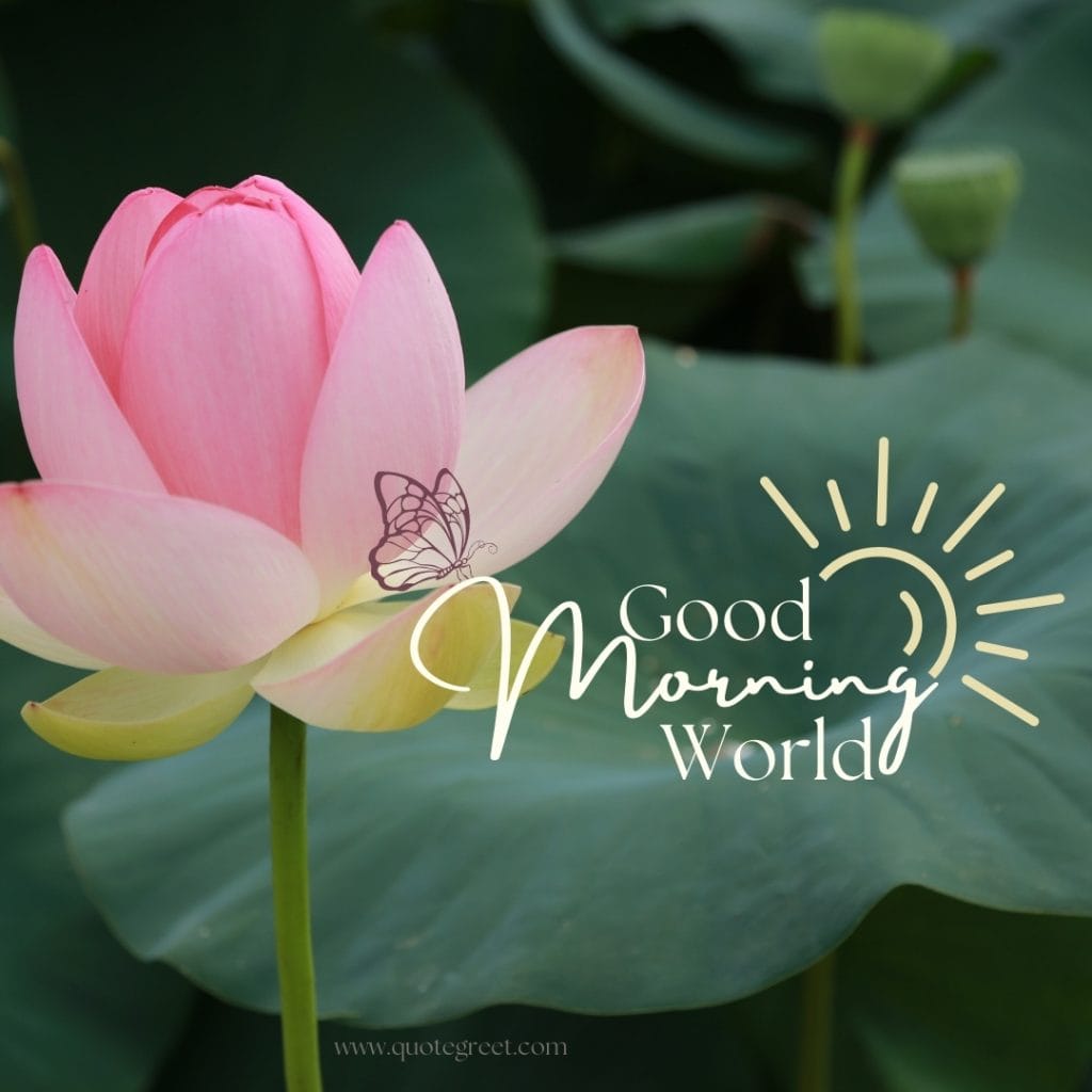 good-moring-world-pink-lotus-flower-images-hd-one-single-beautiful-bloom-sweet-nature-cute-new-special-pic-gud-goodmorning-image-pictures-photo