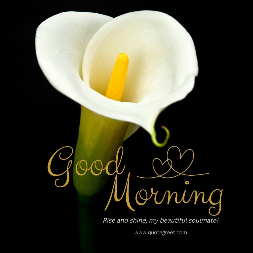 good-morning-white-calla-lily-love-messages-quotes-wishes-heartfelt-hearttouching-her-him-images-flower-flowers-lilies-lillies-lilly-gud-hd-pictures-photo-image