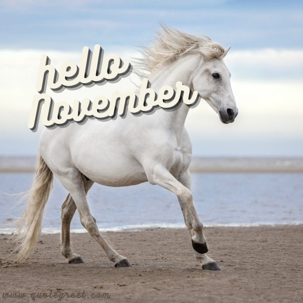 hello-november-beach-images-white-horse-pony-sea-wave-cute-beautiful-pretty