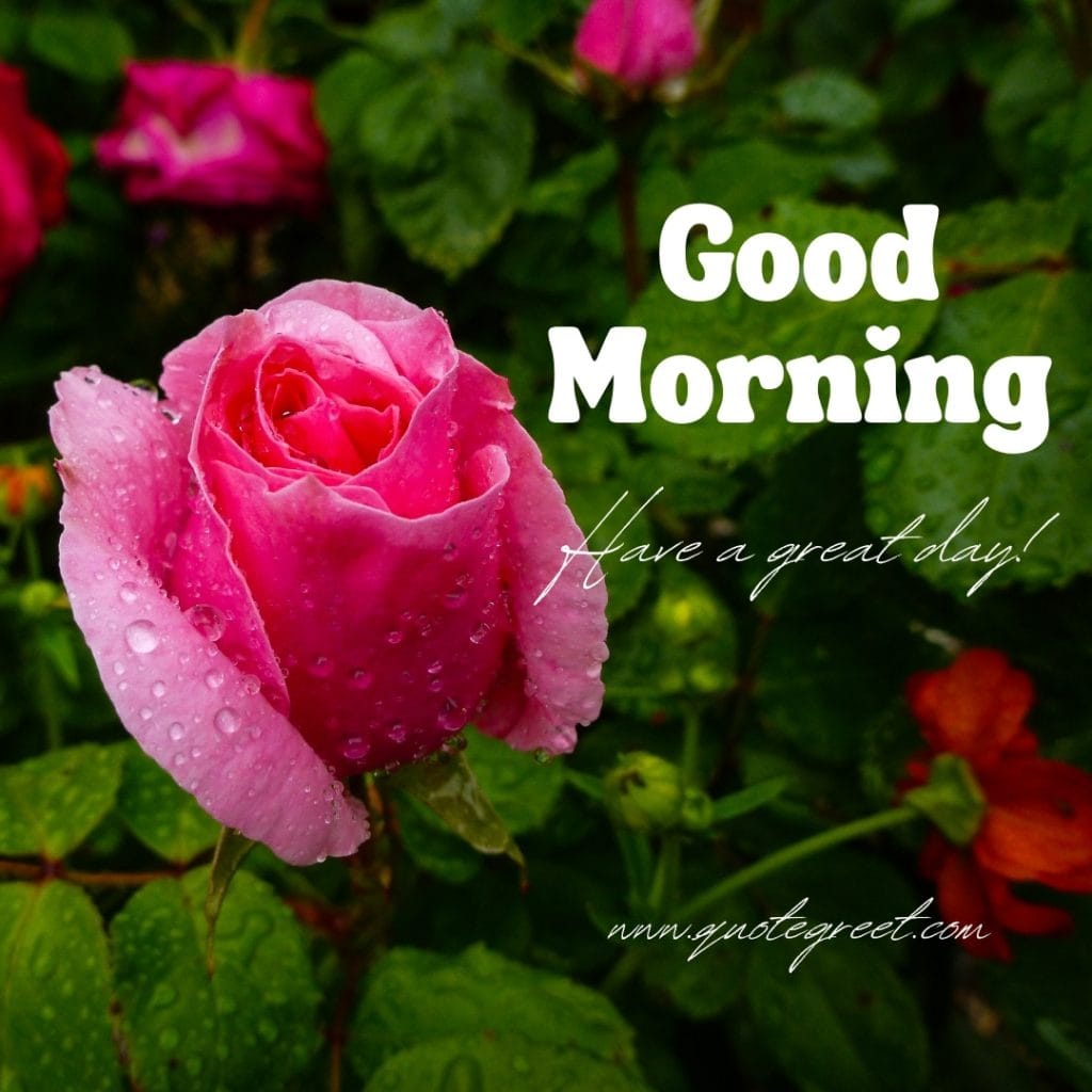 good-morning-quotes-pink-flower-images-raindrops-water-drops-inspirational-motivational-positive-quote-aesthetic-rose-hd-beautiful-lovely-cute-pic-picture-image-photo