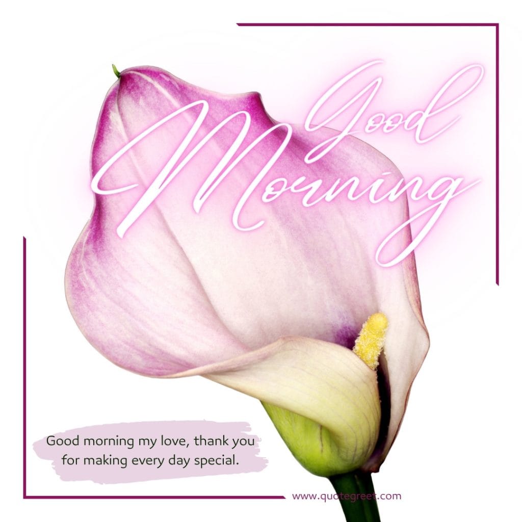 romantic-good-morning-light-purple-calla-lily-love-messages-quotes-wishes-heartfelt-hearttouching-her-him-flower-flowers-hd-images-lilies-lillies-lilly-gud-hd-pictures-photo-image