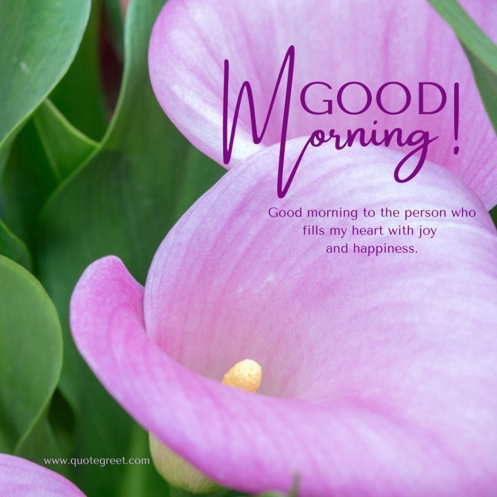 romantic-good-morning-light-purple-calla-lily-love-messages-quotes-wishes-heartfelt-hearttouching-her-him-hd-flower-flowers-images-lilies-lillies-lilly-gud-hd-pictures-photo-image