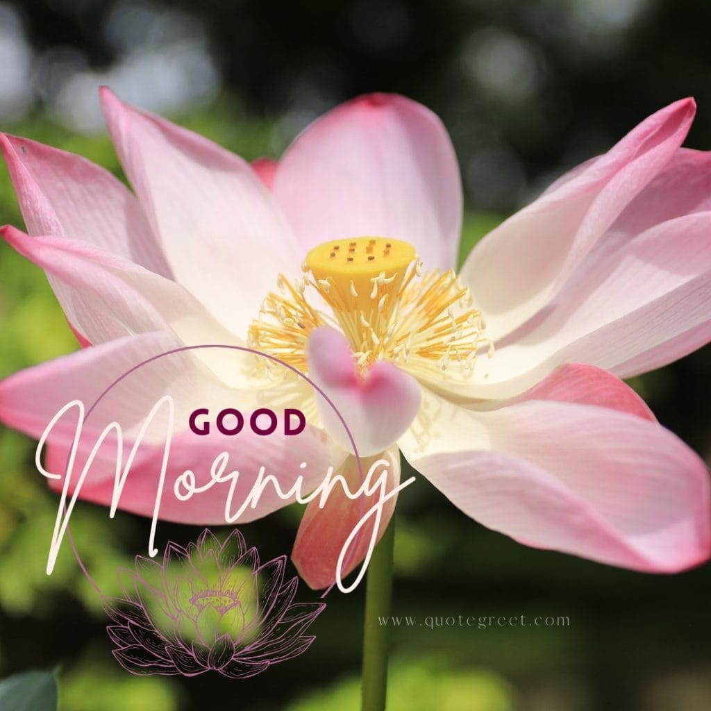 good-moring-pink-lotus-flower-images-single-one-beautiful-bloom-sweet-nature-cute-new-special-hd-pic-gud-goodmorning-image-pictures-photo