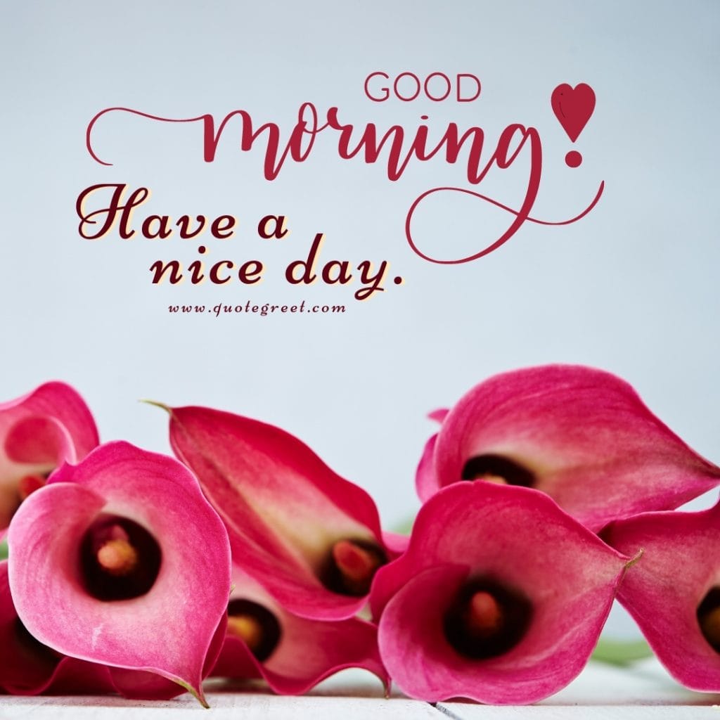 good-morning-pink-calla-lily-love-messages-quotes-wishes-heartfelt-hearttouching-her-him-images-flower-flowers-lilies-lillies-lilly-gud-hd-pictures-photo-image