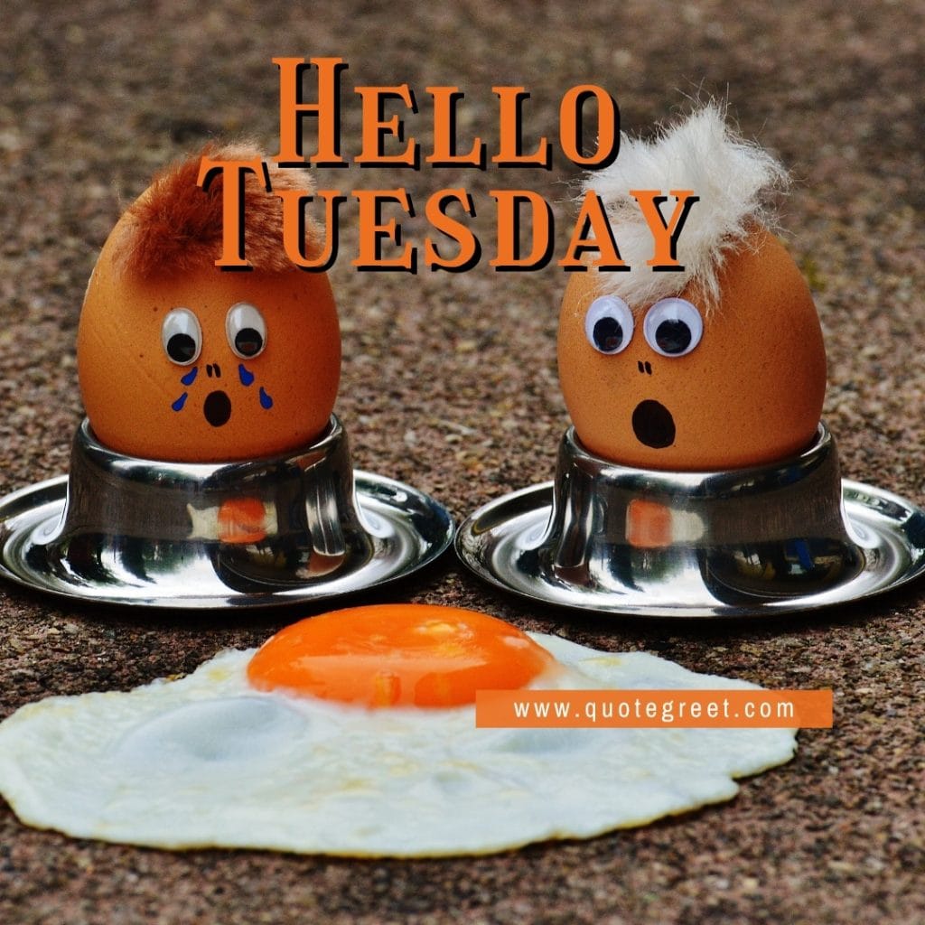 hello-tuesday-funny-eggs-images-humor-pic-picture-image-photo