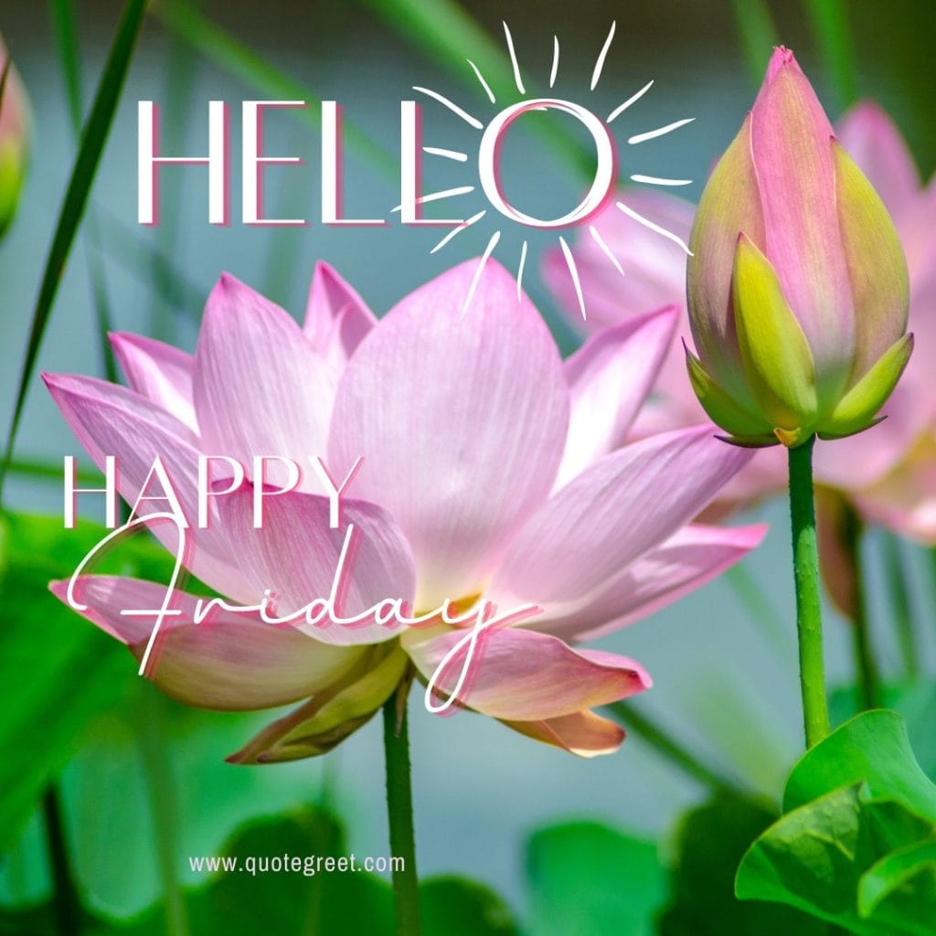 hello-happy-friday-flower-images-lotus-natural-fresh-beautiful-pic-image-picture-photo