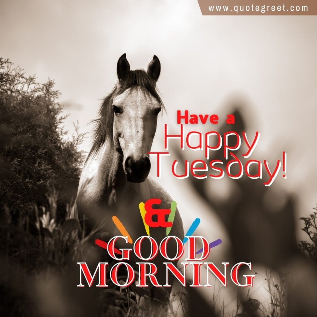 happy-tuesday-good-morning-horse-images-pony-beautiful-nature-image-pic-gud-picture-photo