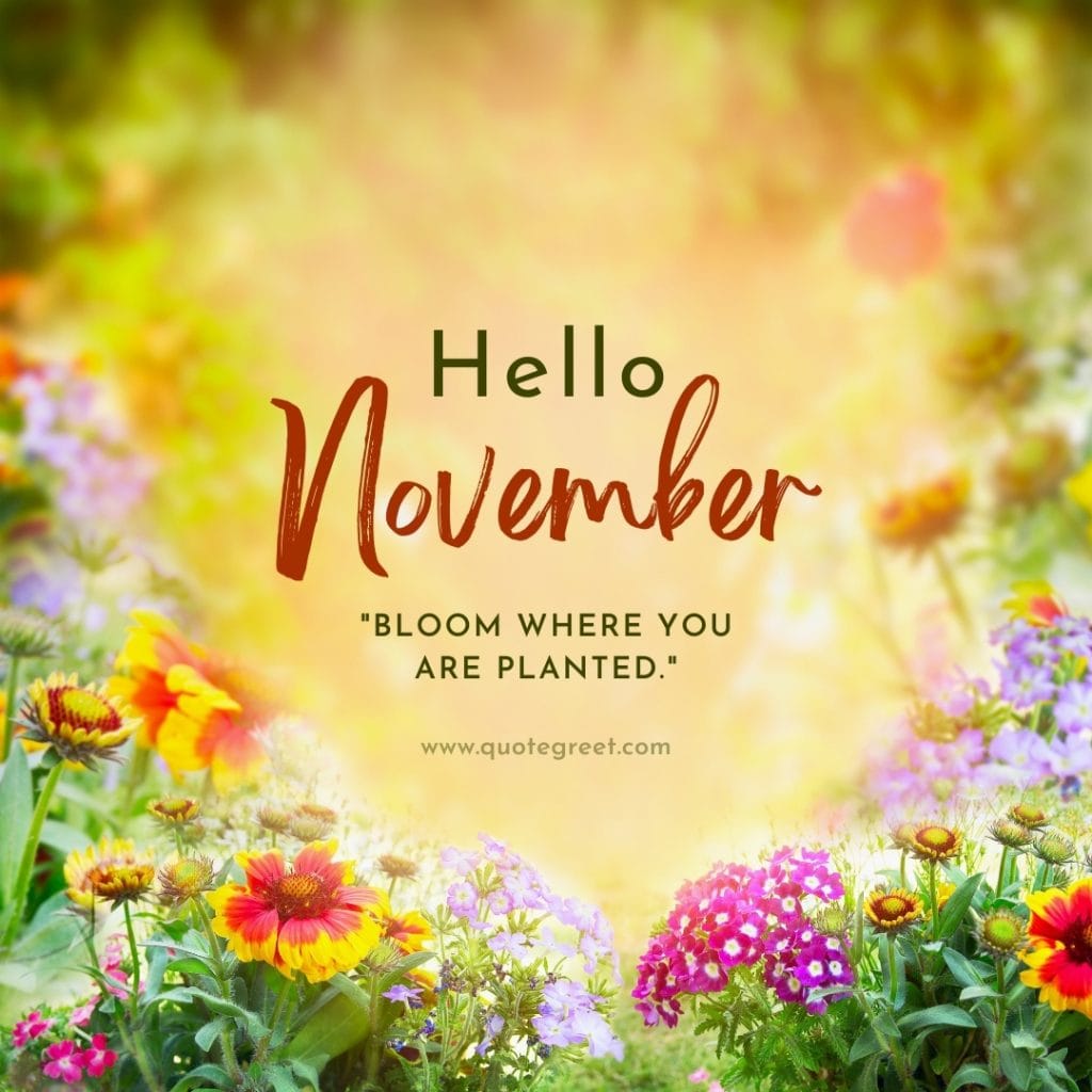 hello-november-quotes-images-positive-inspirational-motivational-quote-nature-flower-garden-cute-beautiful-pretty