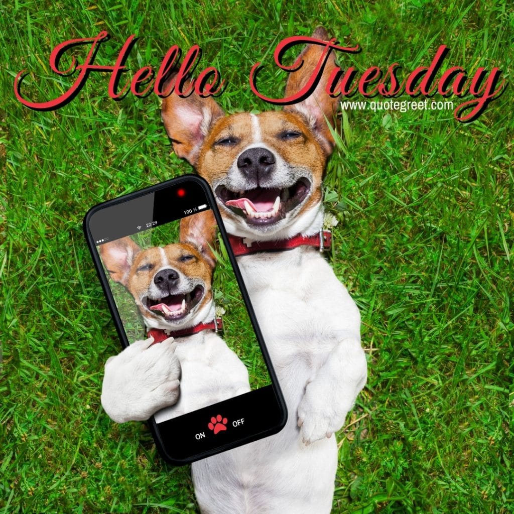 hello-tuesday-funny-dog-taking-selfie-pic-picture-image-photo