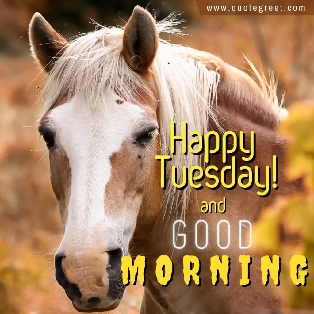 happy-tuesday-good-morning-horse-images-brown-closeup-nature-image-pic-gud-picture-photo-pony