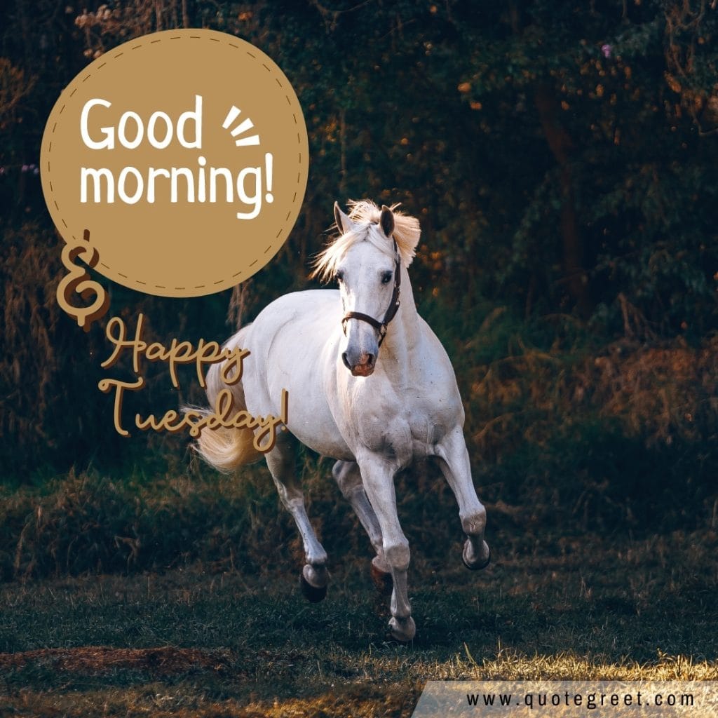 happy-tuesday-good-morning-white-horse-images-wishes-messages-nature-image-pic-gud-picture-photo-pony